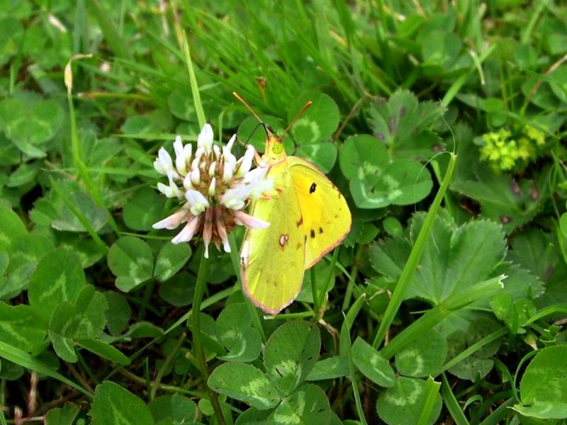 Colias crocea